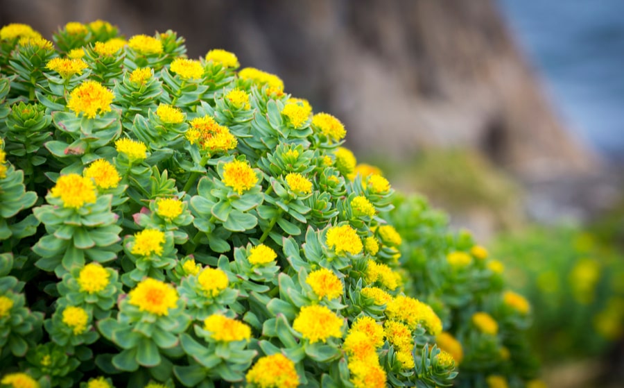 planta rhodiola rosea